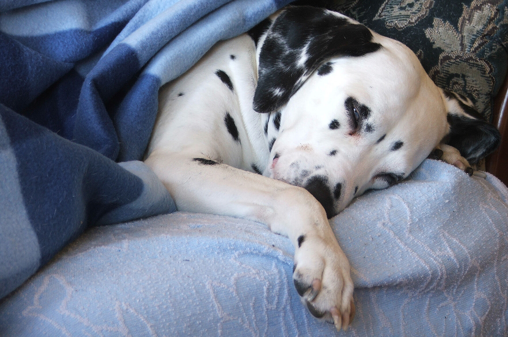 sleepy dalmatian.jpg